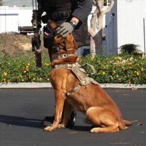 Advance Dynamic EDO K9 Tactical Dog Harness Molle